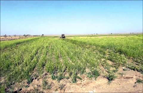 نارضایتی کشاورزان گنابادی از کمبود و قیمت کودشیمیایی کشاورزی