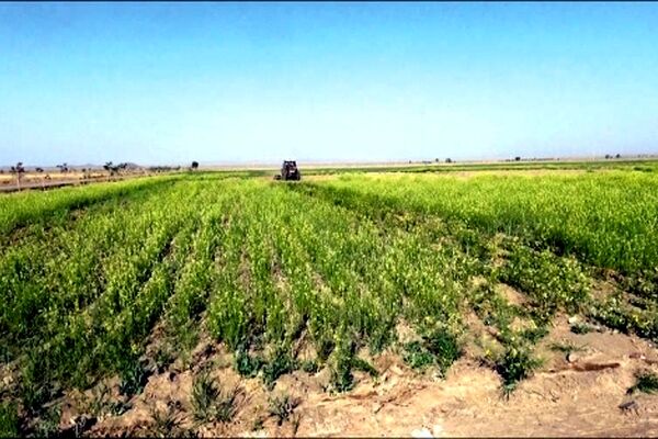 نارضایتی کشاورزان گنابادی از کمبود و قیمت کودشیمیایی کشاورزی