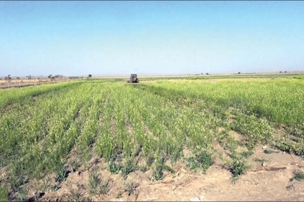 نارضایتی کشاورزان گنابادی از کمبود و قیمت کودشیمیایی کشاورزی
