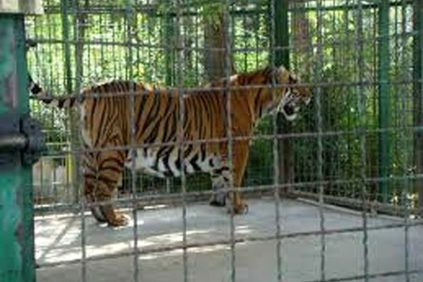 کشف ۷تخته پوست ببر در باغ وحش مشهد!