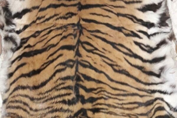 نبرد مرگبار ببر بنگال با سوء مدیریت‌ها در اسارتگاه باغ وحش وکیل آباد
