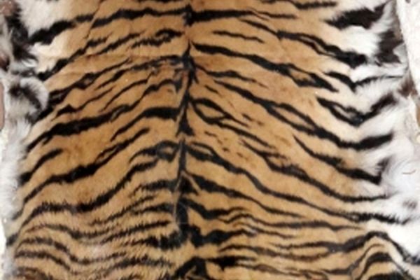 نبرد مرگبار ببر بنگال با سوء مدیریت‌ها در اسارتگاه باغ وحش وکیل آباد