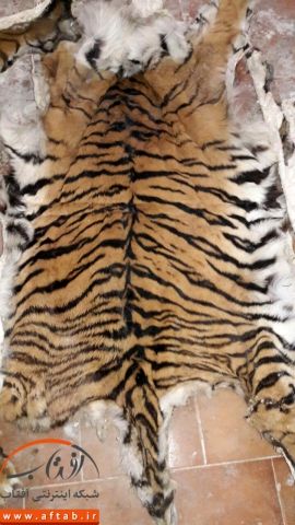 نبرد مرگبار ببر بنگال با سوء مدیریت‌ها در اسارتگاه باغ وحش وکیل آباد