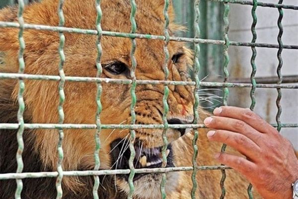 باغ وحش مشهد فعلا تعطیل است+عکس