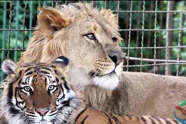 فیلم تعطیلی باغ وحش وکیل آباد مشهد