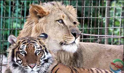 فیلم تعطیلی باغ وحش وکیل آباد مشهد