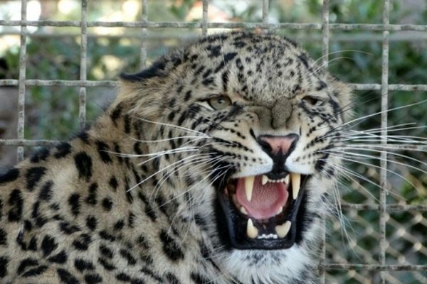 پلنگ ۶ساله باغ وحش مشهد در آستانه مرگ