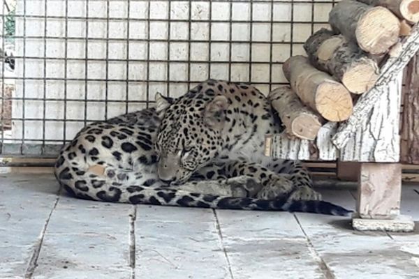 ارس، پلنگ ۶ساله باغ وحش مشهد در آستانه نابودی