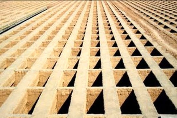 بلاتکلیفی مردگان در گلبهار