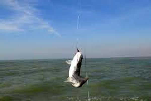 واکنش سازمان محیط زیست به ماجرای ماهیگیری چینی‌ها