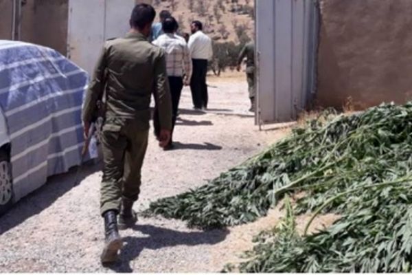 ماجرای کشت ماری‌جوانا با تسهیلات کمیته امداد چیست؟