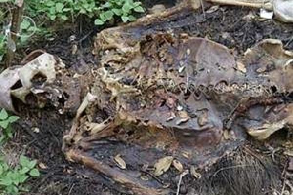 عجیب ترین جنازه ها +عکس