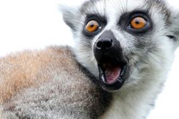 رازها و دانستنی های حیوانات