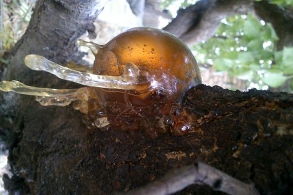 سقز چیست و چه خواص و کاربردی دارد؟