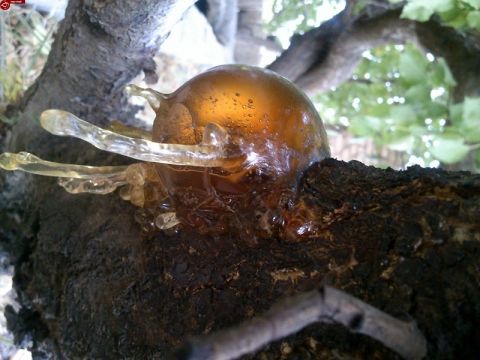 سقز چیست و چه خواص و کاربردی دارد؟