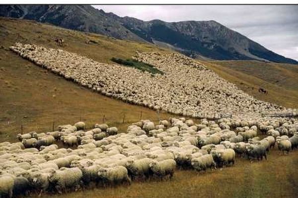 طرح ممیزی مراتع کشور در وسعت 76 میلیون هکتار اجرا شد