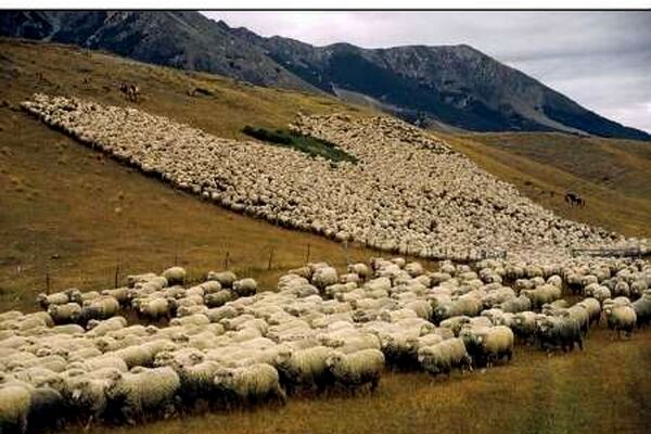 طرح ممیزی مراتع کشور در وسعت 76 میلیون هکتار اجرا شد