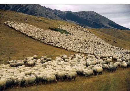 طرح ممیزی مراتع کشور در وسعت 76 میلیون هکتار اجرا شد