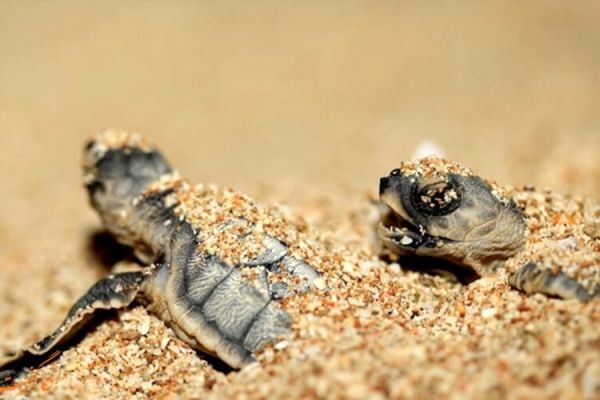 جزیره مارهای ایران