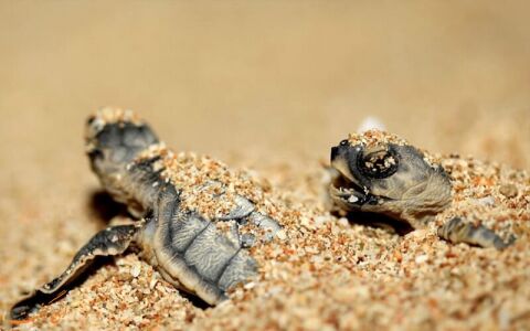 جزیره مارهای ایران