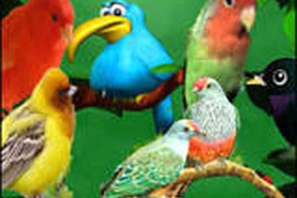 انقراض هشت گونه پرنده طی دهه اخیر به تایید رسید