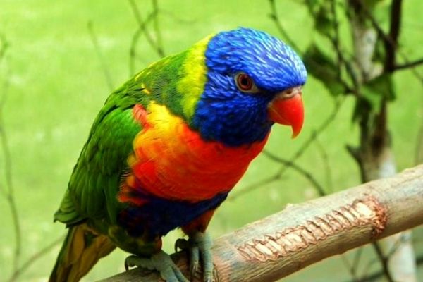 گرانترین پرنده ها در سراسر دنیا + عکس