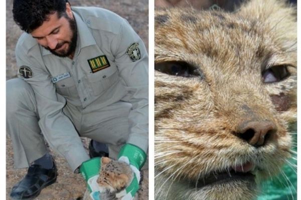 مشاهده "گربه پالاس" نایاب‌ترین گربه وحشی جهان در خواف