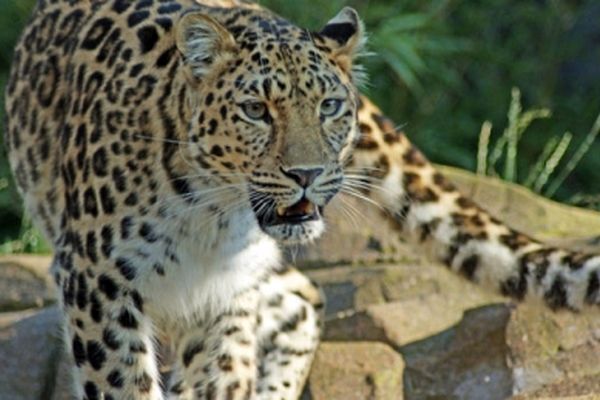 دیده شدن یک پلنگ در نزدیکی اسفراین خراسان