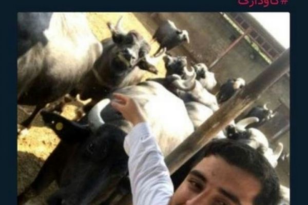 قاضی پور: پسرم گاوداری ندارد