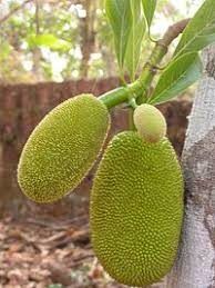 جک فروت کیلویی ۵۰۰ هزار تومان