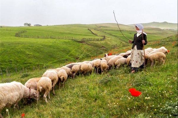 شش درصد گوشت قرمز کشور توسط عشایر خراسانی تولید می شود