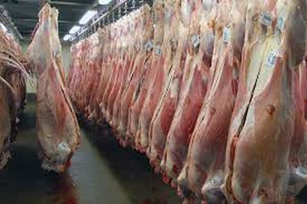 کار توزیع گوشت مورد نیاز هیئت های مذهبی آغاز شده است