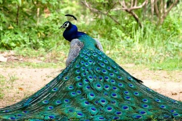 کشف چهار قطعه طاووس قاچاق در شهرضا