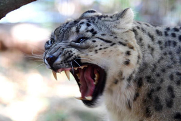 جستجو برای زنده گیری پلنگ فراری در پارک تندوره ادامه دارد