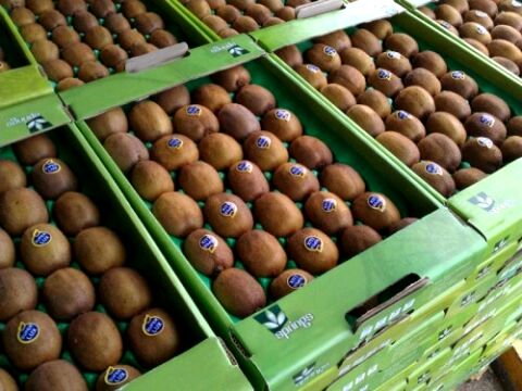 صادرات کیوی از ۱۵ مهرماه از سرگرفته می‌شود