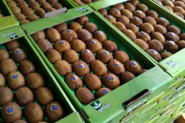 صادرات کیوی از ۱۵ مهرماه از سرگرفته می‌شود