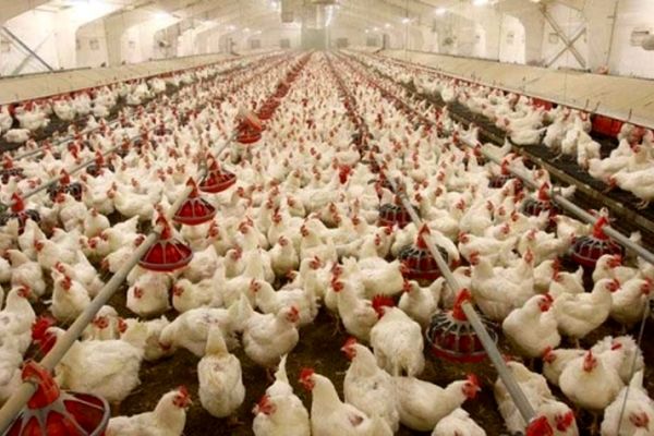 ​زیاندهی مرغداران به دلیل ناتوانی دولت در تنظیم بازار/ قیمت تمام شده مرغ ۶۶۰۰تومان است