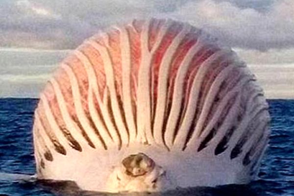 کشف موجودی عجیب و غول پیکر در غرب استرالیا