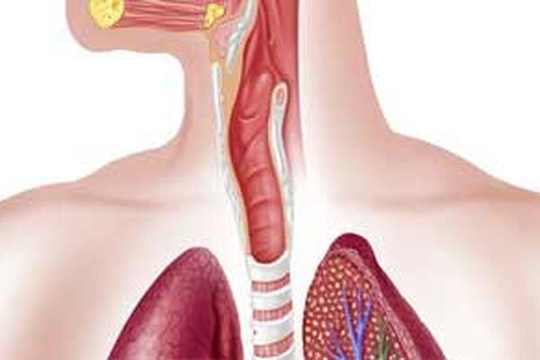 ساخت مری با استفاده از سلول‌های بنیادی