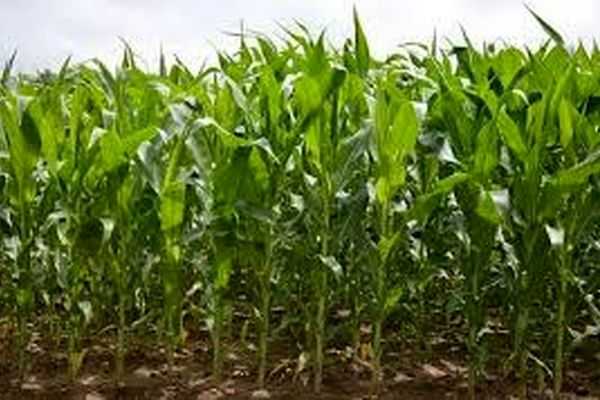 نیشابور رتبه اول تولید ذرت علوفه‌ای استان را داراست