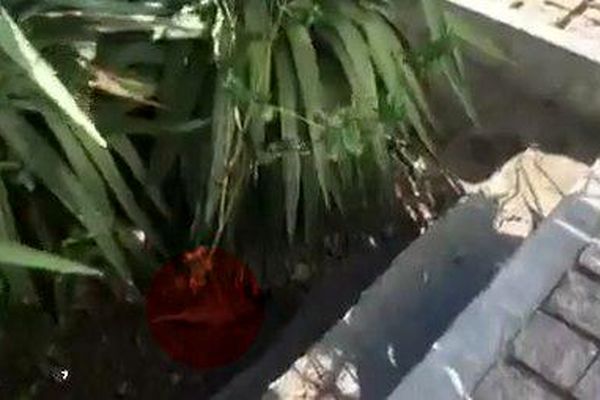 جولان موش ها در بلوار جمهوری اسلامی+ ویدئو