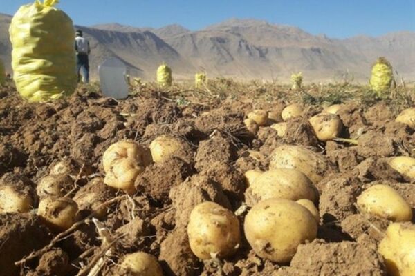 تولید سیب زمینی در خراسان رضوی بیش از نیاز استان است