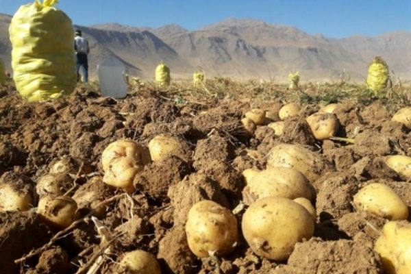تولید سیب زمینی در خراسان رضوی بیش از نیاز استان است