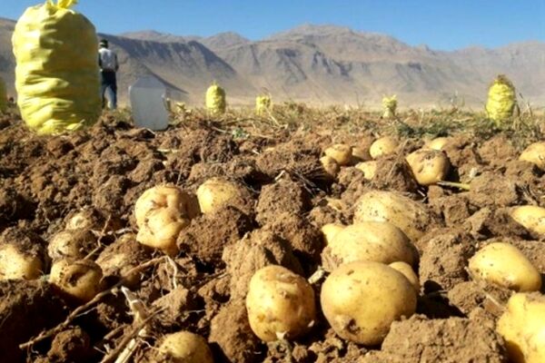 تولید سیب زمینی در خراسان رضوی بیش از نیاز استان است