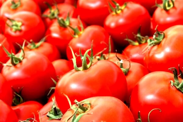مقصر گرانی گوجه کیست؟