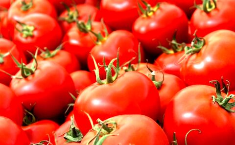مقصر گرانی گوجه کیست؟