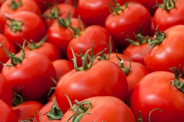 مقصر گرانی گوجه کیست؟