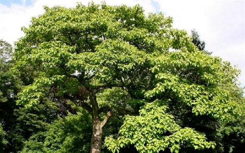 ممنوعیت واردات پالونیا به کشور