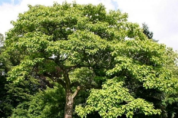 ممنوعیت واردات پالونیا به کشور