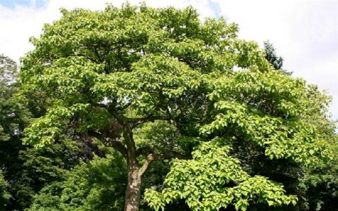 ممنوعیت واردات پالونیا به کشور